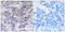 Ribosomal Protein S21 antibody, LS-C199551, Lifespan Biosciences, Immunohistochemistry frozen image 