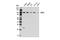 RTF1 Homolog, Paf1/RNA Polymerase II Complex Component antibody, 14737S, Cell Signaling Technology, Western Blot image 
