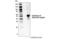 Gasdermin B antibody, 76439S, Cell Signaling Technology, Western Blot image 