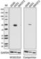 Keratin 17 antibody, 697202, BioLegend, Western Blot image 