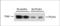 DET1 And DDB1 Associated 1 antibody, PA5-48660, Invitrogen Antibodies, Western Blot image 