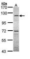 Integrin Subunit Alpha 5 antibody, orb13515, Biorbyt, Western Blot image 