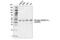 Branched Chain Keto Acid Dehydrogenase E1 Subunit Alpha antibody, 40368S, Cell Signaling Technology, Western Blot image 