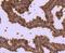 Cell Division Cycle 37 antibody, NBP2-67839, Novus Biologicals, Immunohistochemistry paraffin image 