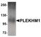 Pleckstrin Homology And RUN Domain Containing M1 antibody, PA5-20857, Invitrogen Antibodies, Western Blot image 