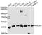 ER Lipid Raft Associated 1 antibody, A14843, ABclonal Technology, Western Blot image 