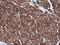 Mitogen-Activated Protein Kinase Kinase 1 antibody, LS-C174506, Lifespan Biosciences, Immunohistochemistry frozen image 