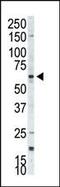 Ribosomal Protein S6 Kinase B2 antibody, PA5-15234, Invitrogen Antibodies, Western Blot image 