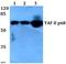 TATA-Box Binding Protein Associated Factor 15 antibody, A03567, Boster Biological Technology, Western Blot image 