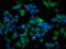 Autophagy Related 3 antibody, M01768-1, Boster Biological Technology, Immunofluorescence image 