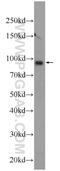 Transmembrane And Coiled-Coil Domain Family 2 antibody, 25042-1-AP, Proteintech Group, Western Blot image 