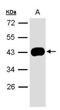 Serpin Family B Member 5 antibody, PA5-27382, Invitrogen Antibodies, Western Blot image 