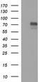 Mucosal Vascular Addressin Cell Adhesion Molecule 1 antibody, LS-C338269, Lifespan Biosciences, Western Blot image 