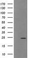 Trafficking Protein Particle Complex 4 antibody, TA505599S, Origene, Western Blot image 