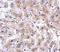 Actin Filament Associated Protein 1 Like 2 antibody, 5221, ProSci Inc, Immunohistochemistry frozen image 