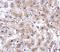 Actin filament-associated protein 1-like 2 antibody, 5221, ProSci Inc, Immunohistochemistry frozen image 