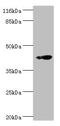 Ring Finger Protein 133 antibody, CSB-PA855485LA01HU, Cusabio, Western Blot image 
