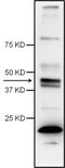 Caspase 4 antibody, PA5-29788, Invitrogen Antibodies, Western Blot image 