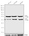 Msh Homeobox 1 antibody, 720172, Invitrogen Antibodies, Western Blot image 