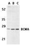 TNF Receptor Superfamily Member 17 antibody, LS-B2728, Lifespan Biosciences, Western Blot image 