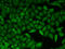 Cell Division Cycle 34 antibody, 19-676, ProSci, Immunofluorescence image 