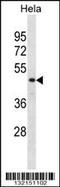 Developmentally-regulated GTP-binding protein 1 antibody, MBS9202889, MyBioSource, Western Blot image 