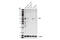 CD4 antibody, 25229T, Cell Signaling Technology, Western Blot image 