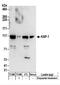 Tripartite Motif Containing 28 antibody, NBP2-32071, Novus Biologicals, Western Blot image 