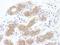 Programmed Cell Death 6 Interacting Protein antibody, NBP1-49701, Novus Biologicals, Immunohistochemistry frozen image 