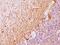 Neurofilament Heavy antibody, NBP2-48235, Novus Biologicals, Immunohistochemistry paraffin image 