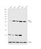 Purinergic Receptor P2X 5 antibody, PA5-28838, Invitrogen Antibodies, Western Blot image 