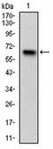 HECT Domain E3 Ubiquitin Protein Ligase 1 antibody, orb157476, Biorbyt, Western Blot image 