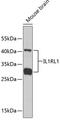 Interleukin 1 Receptor Like 1 antibody, 18-380, ProSci, Western Blot image 