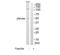 Zinc Finger Protein 446 antibody, TA315595, Origene, Western Blot image 