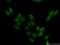 Synaptonemal Complex Protein 3 antibody, 23024-1-AP, Proteintech Group, Immunofluorescence image 