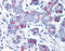 Wnt Family Member 8A antibody, TA317524, Origene, Immunohistochemistry paraffin image 