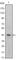 Integrin Subunit Alpha 5 antibody, abx011678, Abbexa, Western Blot image 