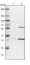 NPR3 Like, GATOR1 Complex Subunit antibody, PA5-52849, Invitrogen Antibodies, Western Blot image 