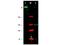 ATR Serine/Threonine Kinase antibody, A00262, Boster Biological Technology, Western Blot image 