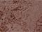 Myocyte Enhancer Factor 2A antibody, A01398T312, Boster Biological Technology, Immunohistochemistry frozen image 
