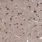 Teashirt Zinc Finger Homeobox 2 antibody, PA5-58255, Invitrogen Antibodies, Immunohistochemistry paraffin image 