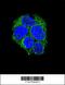 Leucine Rich Repeat Containing G Protein-Coupled Receptor 5 antibody, 61-473, ProSci, Immunofluorescence image 