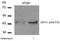GATA Binding Protein 1 antibody, AP02342PU-N, Origene, Western Blot image 