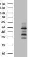 Phosphatidylserine Decarboxylase antibody, TA807332, Origene, Western Blot image 