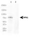 Mitofusin 1 antibody, NBP1-71775, Novus Biologicals, Western Blot image 