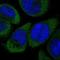 Gasdermin E antibody, NBP1-87689, Novus Biologicals, Immunofluorescence image 