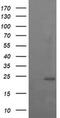 RAB37, Member RAS Oncogene Family antibody, MA5-26104, Invitrogen Antibodies, Western Blot image 
