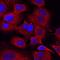 Semaphorin 3C antibody, AF1728, R&D Systems, Immunofluorescence image 