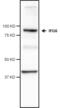 Interferon Gamma Inducible Protein 16 antibody, PA5-39180, Invitrogen Antibodies, Western Blot image 