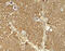 Janus Kinase 2 antibody, 8085, ProSci, Immunohistochemistry frozen image 